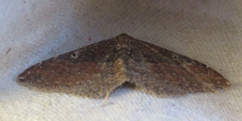 Falena siciliana 11 - Nycterosea obstipata, Geometridae